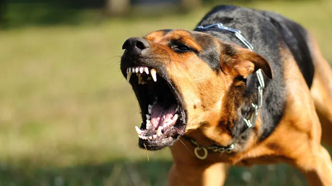 Dog Bites